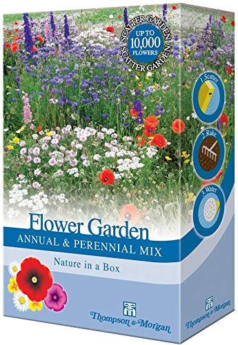 Mixed Perennial Garden Flower Seed Grow Your own Colourful Plants Such as Wallflowers, Poppies & Dianthus Bee Friendly 1 x 15g Pack by Thompson & Morgan