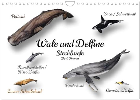 Wale und Delfine Steckbriefe (Wandkalender 2026 DIN A4 quer), CALVENDO Monatskalender: Faszinierende Meeressäugetiere zum Kennenlernen (CALVENDO Tiere)