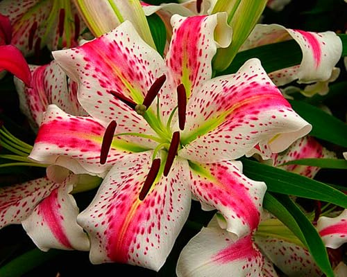 Eleganz Lilien MehrjäHrige, Farbenfrohe Lilium-Rhizom In GroßPackungen, Fachgerecht Gepflanzt, GartenverschöNerung-2 Rhizom-E