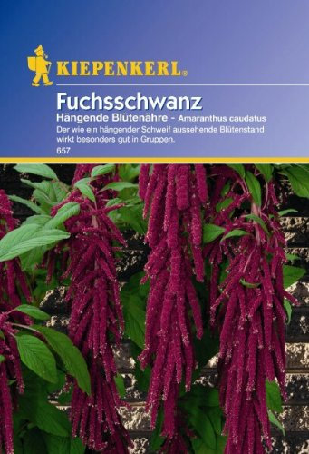 Amaranthus Fuchsschwanz hängend rot