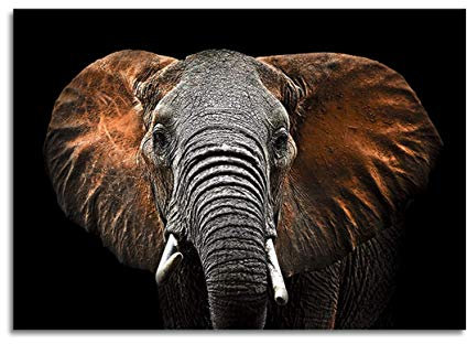 STYLER Glasbild Red Elephant 70 x 100 cm I Wandbild aus Glas modern für Küche Wohnzimmer Badezimmer Schlafzimmer I Elefant groß XXL schlicht schwarz