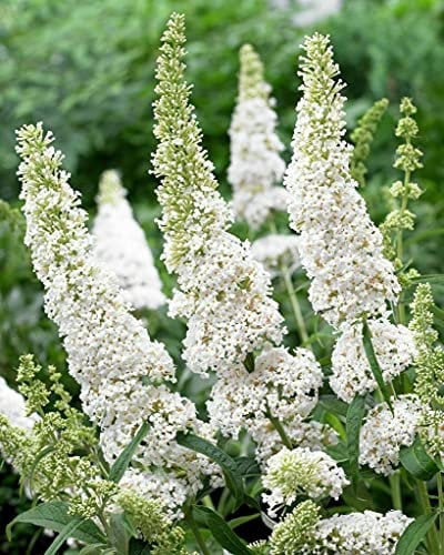 Buddleia davidii White Profusion Albero delle Farfalle, Pianta in Vaso 7x7 cm, Pianta vera da esterno, Vivaio di Castelletto