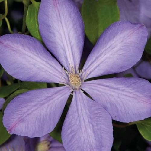 Clematis Großblütige Mrs Cholmondeley 1L Pflanze für Anfänger und professionelle Gärtner - Ideal für Kleingarten, Garten - Schöne Pflanze mit ungewöhnlichen Blüten - Genießen Sie jeden Tag ihre Farben