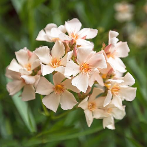 10 pz Semi di oleandro - fiori da balcone di piante rare, Semi resistenti dell'albero di oleandro - piante da giardino roccioso sono resistenti piante resistenti per il giardino,