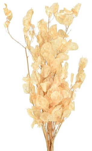 Silberblatt Champagner Deko Lunaria 65-70cm Trockenblumen