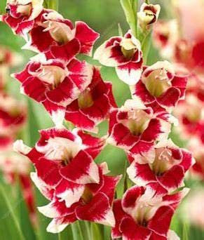 Kalash New glaïeul fleur de graines pour le jardinage blanc rouge