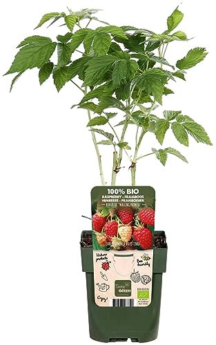 Himbeere - Obststrauch