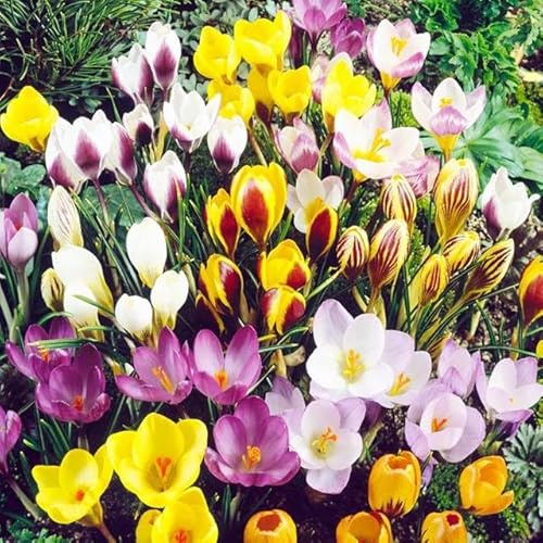 Großes Set Krokus Krokusse Mix 10 50 100 500 Stk. Blumenzwiebeln Zwiebeln Blütenfarben weiß, gelb, violett, gestreift Winterhart Mehrjährig (Mix 50 Stk.)