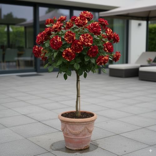 Stammrosen - 120 cm - Geeignet für Töpfe und Freiland - Ideal für Balkon, Terrasse, Kleiner Garten (Hocus Pokus)
