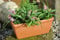 Kunert-Keramik Pflanzkasten,Blumenkasten,Terracotta,italienische Terracotta,32cm lang