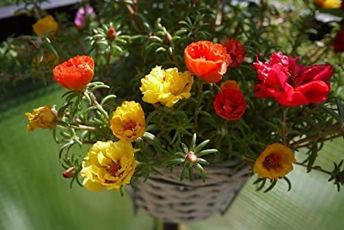 0,5g ~ 100 Graines Portulaca grandiflora Double flower Mixed, Moss Rose seeds