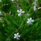 300 pcs prachtkerze samen winterhart, blumenbeet steingartenpflanzen winterhart (Gaura lindheimeri) blumen samen mehrjährige kübelpflanzen wildblumen winterharte stauden bienenwiese