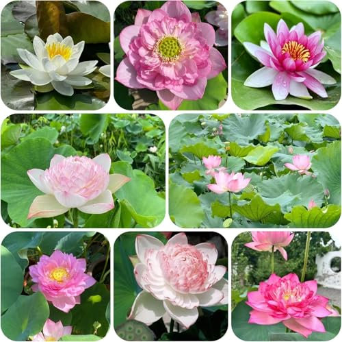 50 Morceaux De Graines De Lotus, Plantes Ornementales, Graines De Lotus D'intérieur, Graines De Lotus En Pot, Diverses Fleurs De Lotus, Belles Et émouvantes, 50 Stück
