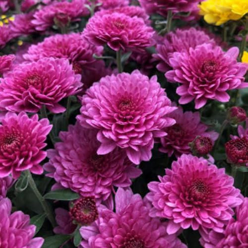 New Giant Chrysanthemum Flower Seeds for Planting Purple 100pcs