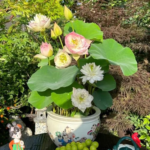 5 pz Semi di loto decorazione per laghetto galleggiante semi di fiori di loto giardino fiori piante giardino Ninfee per semi di bonsai resistenti allo stagno piante acquatiche resistenti