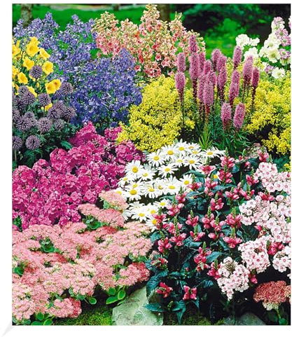 BALDUR Garten Staudenbeet 'Gartenfreude', 15 Pflanzen, Staudengarten, Taglilie, Rittersporn, Bartfaden, Weiße und Rosa Witwenblume, Edeldistel, 2 x Frauenmantel, Prachtscharte, Rote etc., blühend