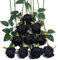 DuHouse 10pcs Artificial Silk Roses Flowers Single Long Stem Fake Rose Bouquet for Wedding Home Party Decoration Centerpieces(Black)