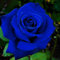 50 Stück Rosensamen, Midnight Blue Rose Seed, Blumensamen für Garten und Balkon,Ideale Garten Pflanzen, Balkon Pflanzen