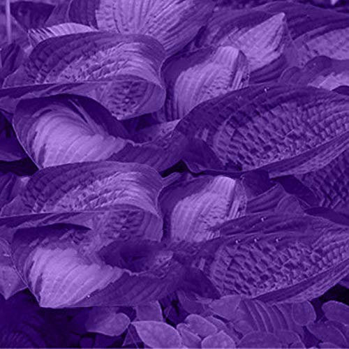 TOYHEART Premium Blumensamen, 1 Beutel Hosta Seeds Aesthetic Easy Grow 3 Farben Natürliche Blumensamen Für Den Garten Lila