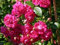 Kletterrose Super Exelsa im 7 Liter Rosentopf