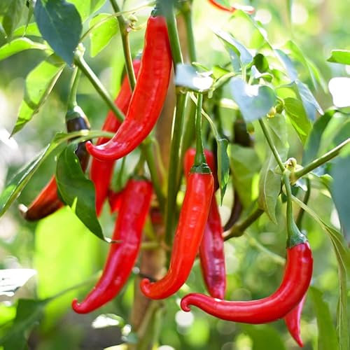 Cayenne Chili Pfeffer Samen – Würziger langer roter Chili-Qualitäts-Erbstücksamen