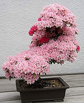 10Pcs / Lot giapponese semi, bonsai Fiore Cherry Blossoms