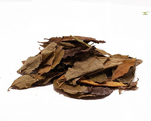Garnelio - Pflaumen Blätter, 20 Blätter - Ergänzungsfutter für Garnelen, Krebse & Welse/Garnelenfutter - L Welsfutter - Krebsfutter
