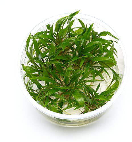 USCAPE Cryptocoryne wendtii - Green Gecko in vitro 8,5cm Bechergröße - in vitro Wasserpflanzen für Aquarien
