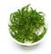 USCAPE Cryptocoryne wendtii - Green Gecko in vitro 8,5cm Bechergröße - in vitro Wasserpflanzen für Aquarien