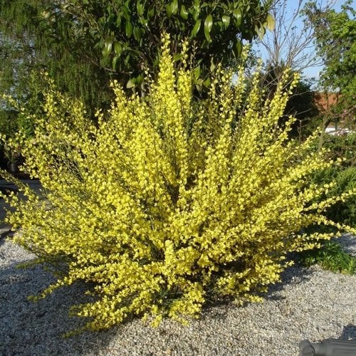 1 X CYTISUS PRAECOX 'ALLGOLD' Broom DECIDUOUS Shrub Hardy Plant in Pot
