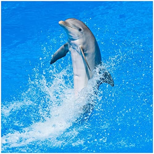 Wallario Glasbild Fröhlicher Delfin im blauen Wasser - 30 x 30 cm Wandbilder Glas in Premium-Qualität: Brillante Farben, freischwebende Optik
