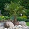 YouGarden - Trachycarpus fortunei Chusan Palm 60-80cm (inc Pot) with Trunk