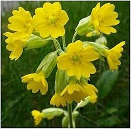Primrose Plants, Primula Veris 'Wild Cowslip', 6 x Full Plants in 9cm Pots, Garden Flowers, Primroses, Garden Ready and Ready to Plant, Premium Quality Flowers