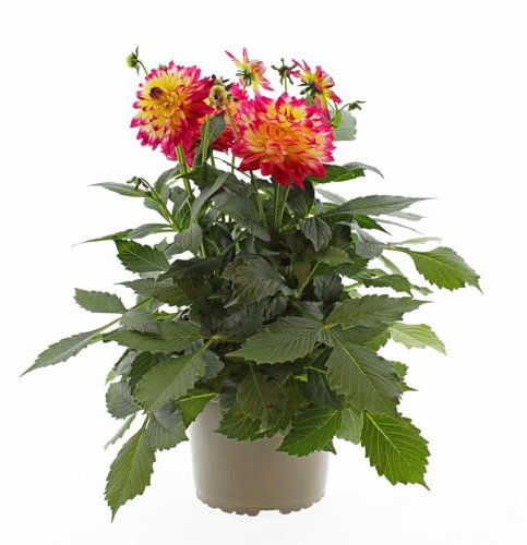 Dalia Natural Planta para Jardines con Flores - Planta de Exterior