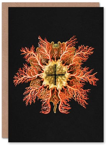 Artery8 Ernst Haeckel Art Card Tunicate Marine Animal on Black