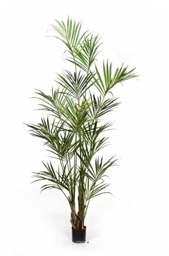 Artificielles - Künstliche Kentia-Palme, 11 Stiele, Höhe 260 cm, 344 Blätter