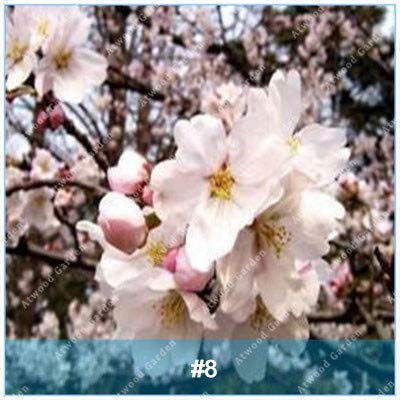 Virtue ZKLING 20 Stücke Japanische Sakura Bonsai Blume Kirschblüten Kirschbaum Zierpflanze: 8