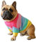 Khemn Bulldogge Regenbogen Strickpullover, Hundepullover, süße Hundekleidung für Französische Bulldogge/Englische Bulldogge/Bullterrier/Mops