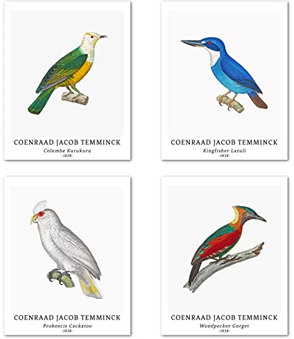 Kunstdruck Ungerahmt Klassischer Vogel Bilder Set von 4, Poster Größe: 20x25 cm Premium Kunstpapier Wanddeko Vintage Elegante Tierische Retro Passenden Schlafzimmer Deko Coenraad Jacob Temminck Poster