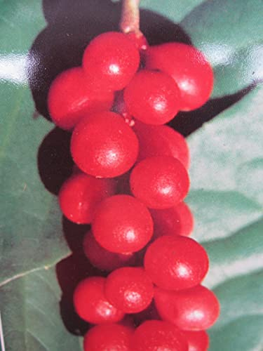 Kletterpflanze - Kadsura japonica - Sternanisgewächs 30-40 cm