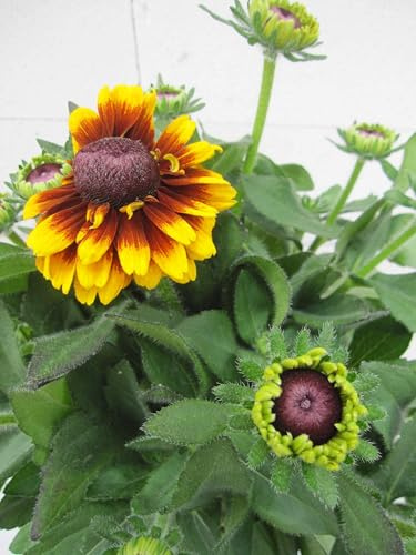 Sonnenhut Kissing Smiley - Rudbeckia hirta - Sunbeckia Kissing Smiley - Insektenfreundlich