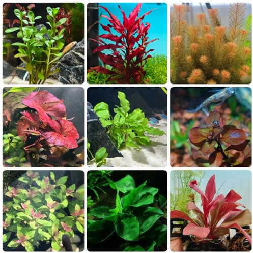 Semillas de plantas de acuario, plantas verdes Plantas acuáticas, plantas de estanque, Plantas acuáticas resistentes para estanques Decoración de acuarios, semillas de variedades 100pcs