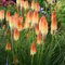 semi di giglio torcia - Kniphofia uvaria vecchie varietà fiori da balcone pascolo giardino perenne bonsai piante interno 180pcs