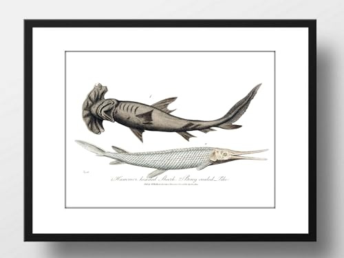 Din A4 Kunstdruck ohne Rahmen - Hammerhai Hai Knochenhecht - Natur Vintage Retro Maritim - Druck Poster Bild