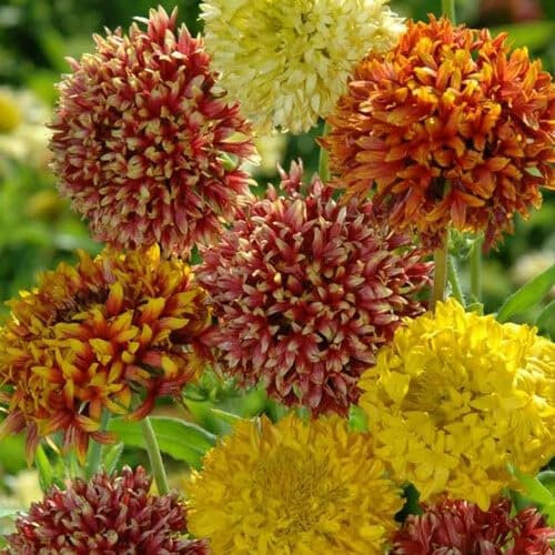 Plant World Seeds - Gaillardia Pulchella Mix Seeds (Annual Flower Seeds)