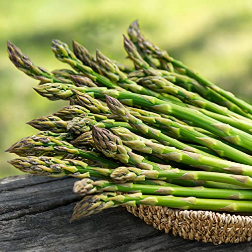 Mary Washington Asparagus, Wurzelnackte Kronen, Gentechnikfrei, Frühjahrspflanzung (25-Kronen)
