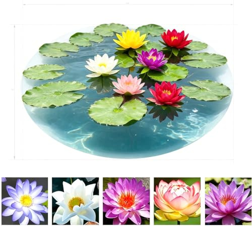 Seltene und farbenprächtige Seerosen (zur Kultivierung) – hohe Keimrate und einfach zu kultivieren,ideal für Teiche, Aquarien, Wasserlandschaften und als Geschenk-10Stk.-D