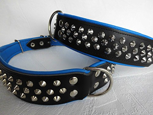 Leder Halsband - Hundehalsband, Nieten, Halsumfang 51-61cm, Schwarz-Blau, NEU (2.10.13.33)
