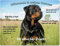 Merchandise for Fans Blechschild/Warnschild/Türschild - Aluminium - 15x20cm - Willkommen in Meinem Zuhause - Motiv: Rottweiler stehend im Gras - 02