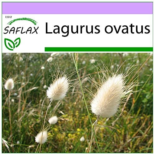 SAFLAX - Gräser-Bambus-Hasenschwanz-Gras/Samtgras - 100 Samen - Lagurus ovatus